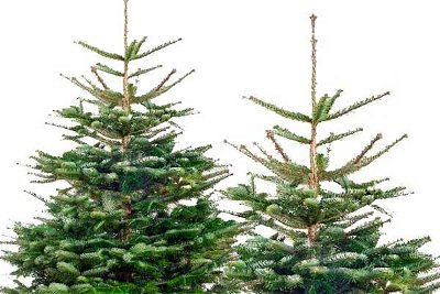 Nordmannsgran - Juletræ