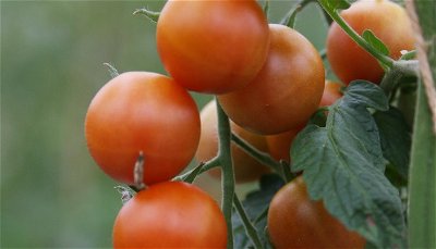 Tomater og Chili planter