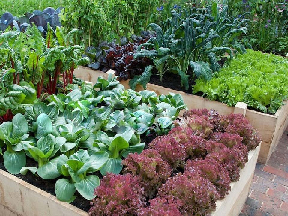 Lækre grøntsager og er lige til at plante i køkkenhave... Køb dem hos Hobby Haven